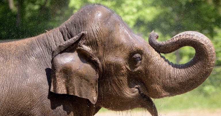 Elefanti ngordh në kopshtin zoologjik të St